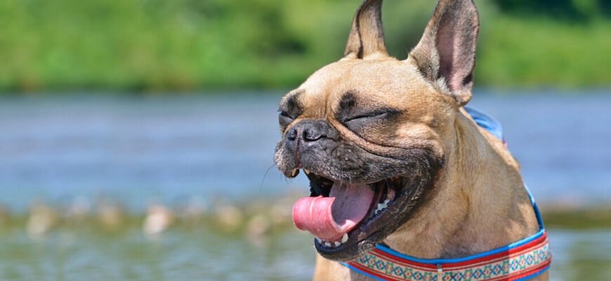 Чому собака чхає?