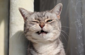 Кіт чхає та має соплі: коли це застуда, а коли — сигнал небезпеки?