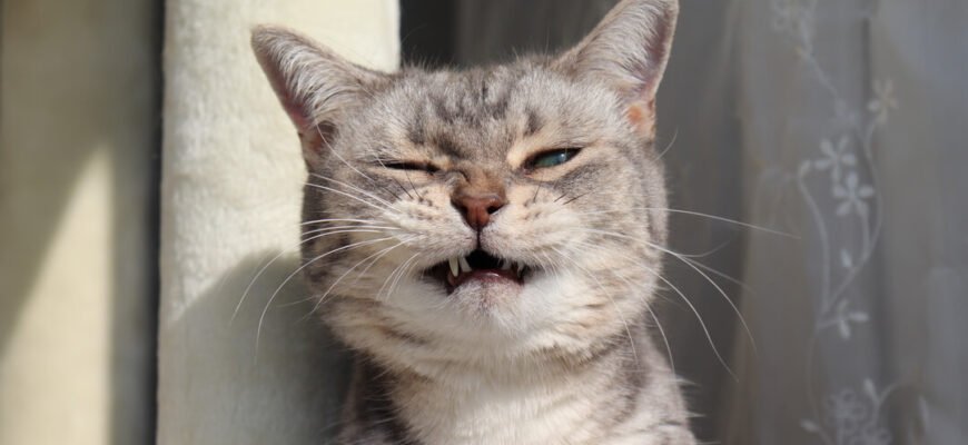 Кіт чхає та має соплі: коли це застуда, а коли — сигнал небезпеки?