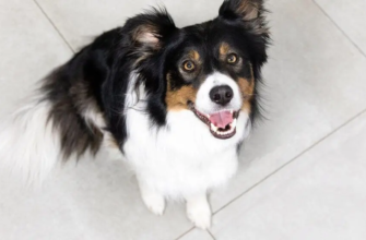 Навіщо собакам вуса: функції та цікаві факти