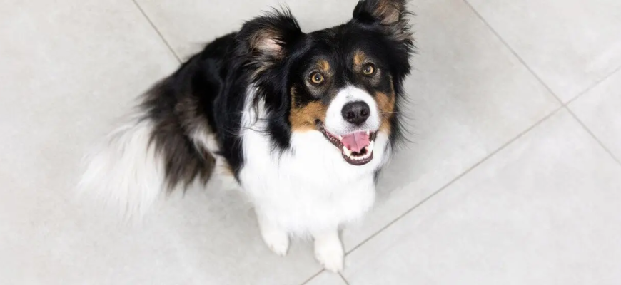 Навіщо собакам вуса: функції та цікаві факти