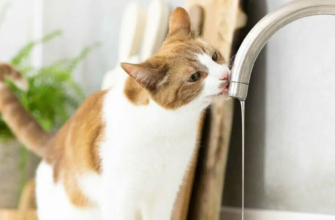 Чому кіт п'є багато води?