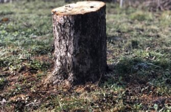 Ефективні арборициди: види, застосування та їх вплив на довкілля