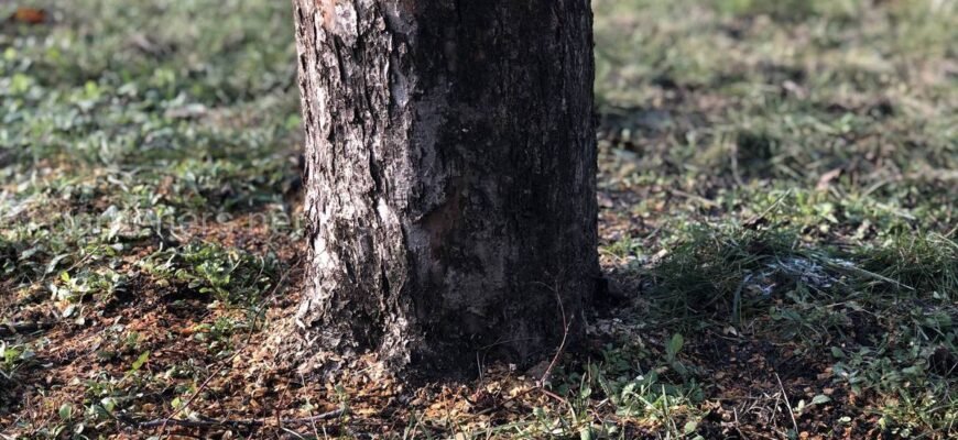 Ефективні арборициди: види, застосування та їх вплив на довкілля