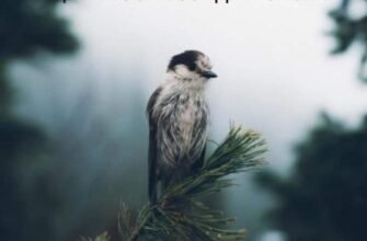 Як кажуть на Кавказі, годуй барана змолоду