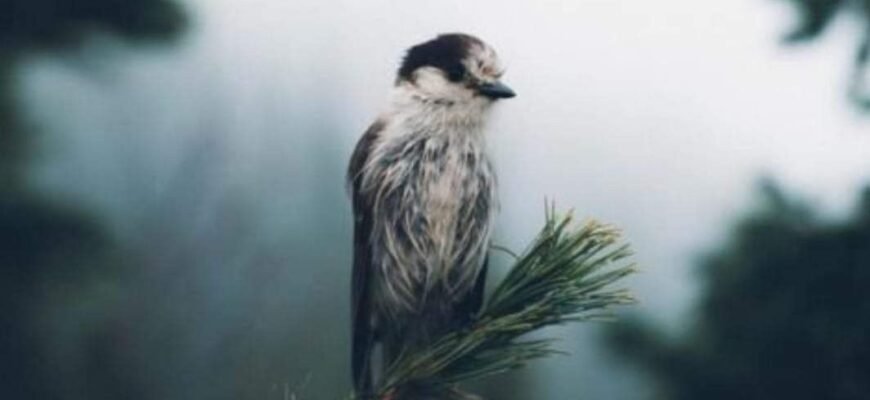 Як кажуть на Кавказі, годуй барана змолоду Як кажуть на Кавказі, годуй барана змолоду