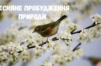 Як з приходом весни прокидається природа
