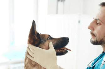 Грибок у собак