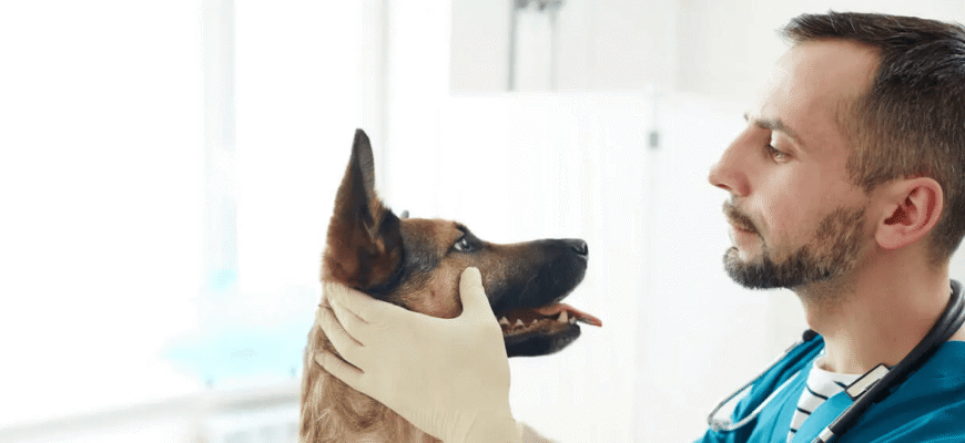 Грибок у собак