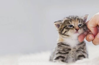 Котячі роки: як порахувати вік кота до віку людини та зрозуміти свого улюбленця