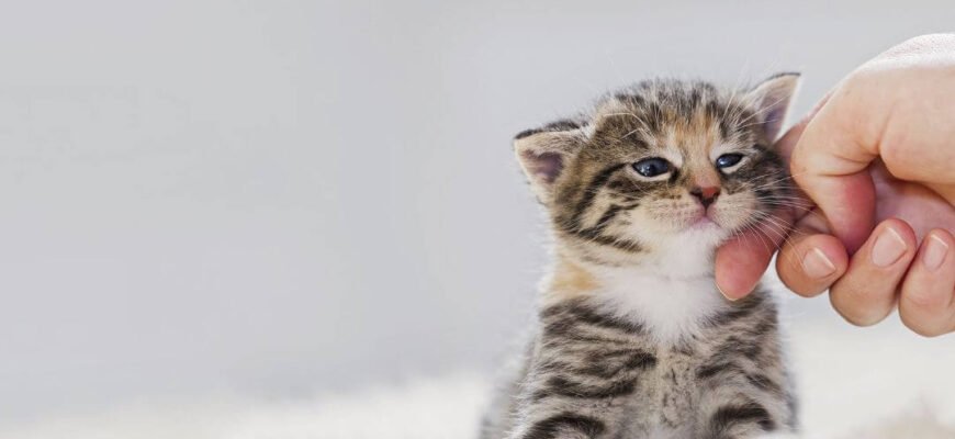 Котячі роки: як порахувати вік кота до віку людини та зрозуміти свого улюбленця