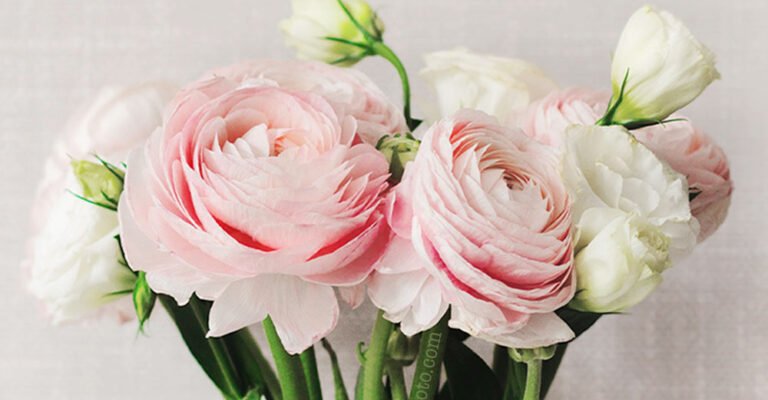 З днем народження! Нехай семидесятирічний ювілей принесе вам мир