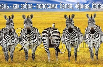 Життя як зебра — смуги чорні, смуги білі