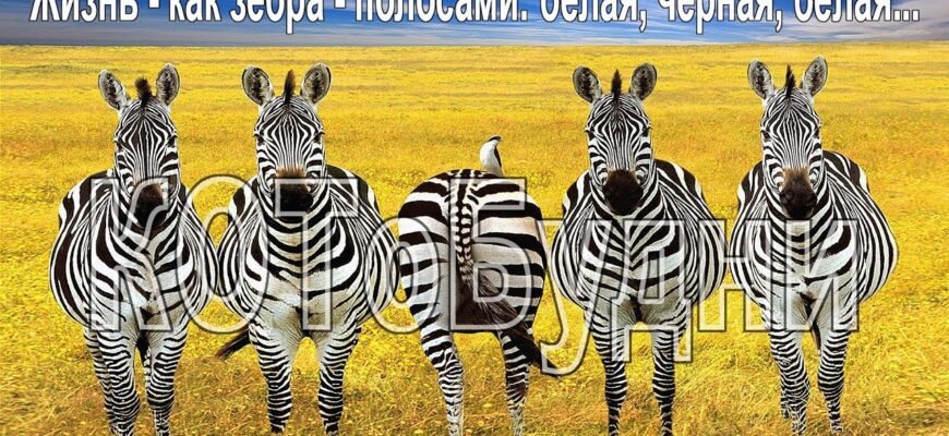 Життя як зебра — смуги чорні, смуги білі