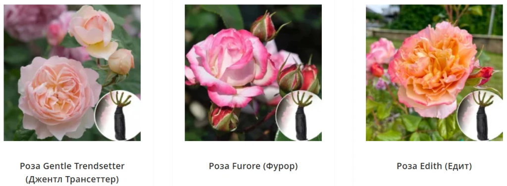 саженцы роз