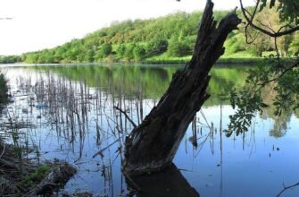Петро Свистуново: Життя та творчість відомого українського митця