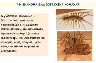 Багатоніжка: цікаві факти та особливості життя цих дивовижних істот