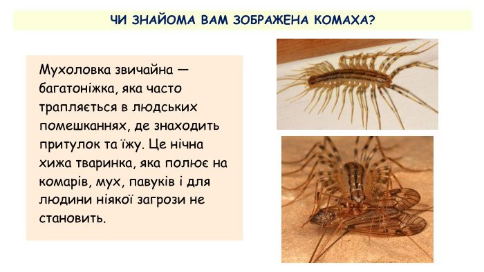 Багатоніжка: цікаві факти та особливості життя цих дивовижних істот
