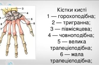 Горохоподібна кістка: анатомія, функції та особливості здоров’я