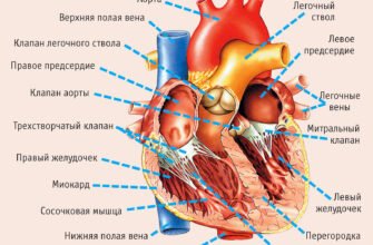 Сколько клапанов в сердце: функции и строение сердечнососудистой системы
