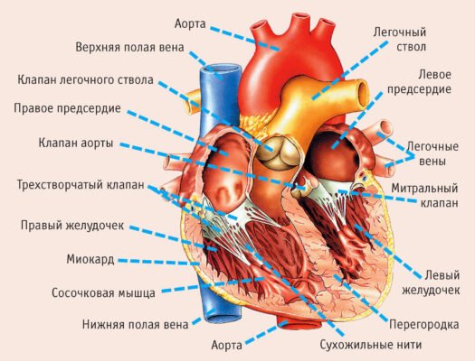 Сколько клапанов в сердце: функции и строение сердечнососудистой системы